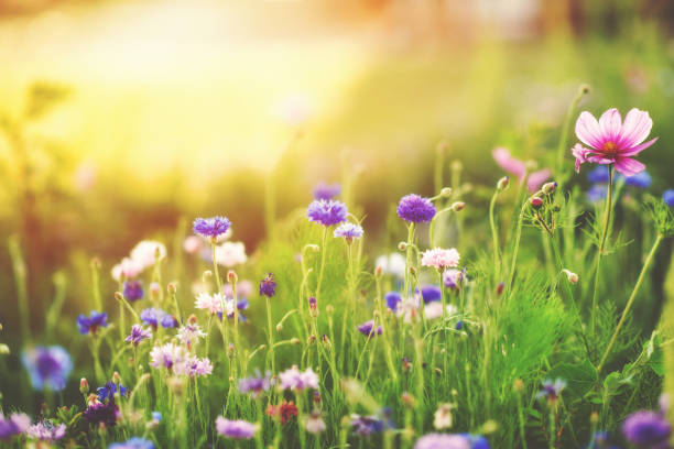 Image for The Fife Neurodevelopmental Questionnaire (F-NDQ)